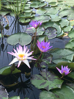 Lotus Flowers - Photography